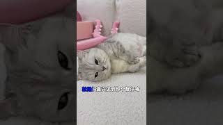 粤语怎么打招呼? #粤语猫 #张嘟嘟 #银渐层 #猫咪的迷惑行为 #邪恶银渐层