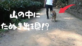 短い足で必死に歩くかわいい柴犬の悲しい結末にしょんぼり(´・ω・`)