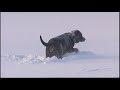 david vs. goliath total lustig totally funny hunde toben im schnee dogs rage around in snow