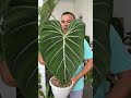 Philodendron Gloriosum Dark Form #fyp #fypシ #foryou #trendingplant