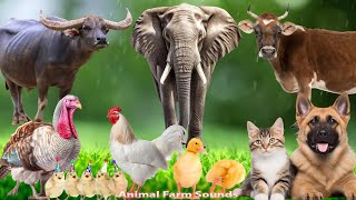 Cute Little Animals : Buffalo, Dog, Cat, Elephant, Cow, Chicken, Duck - Animal s
