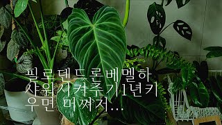 잎샤워했어요^^1년베멜하키우기팁🍀🌱🥕😤