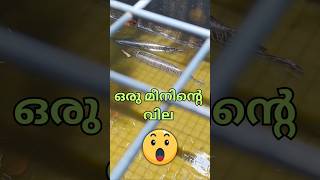 ഇത്രയും വലിയുള്ള മീൻ നിങ്ങൾ കണ്ടിട്ടുണ്ടോ. #kerala #malayalamvlog #travel #minivlog #fishingfreaks