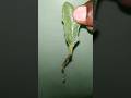 Kalanchoe propagation by single leaf #shorts