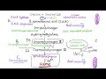 heme synthesis pathway — biochemistry and hematology