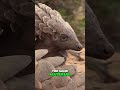 the amazing pangolin nature s armored mammal 🐾✨