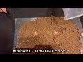 虫の王様カブトムシ❗️どんだけ産むの⁉️