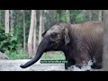 gauri the og elephant vantara ke superstars