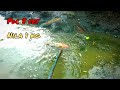 setrum ikan nila babon di galian excafator ‼️kich ca 🔴 electric fishing