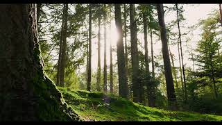 Forest Healing: Tranquil Summer Sanctuary for Sleep and Relaxation #ambientmusic #nature #ambience