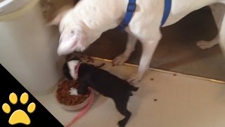 Little Dog Refuses to Share His Lunch