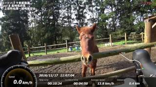 【長崎県対馬】上県町佐護～棹崎公園（対州馬・野生生物保護センター・棹崎砲台跡）