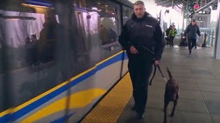 Meet the new Transit Police dog