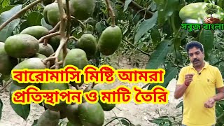 বিলেতি আমরা প্রতিস্থাপন ও মাটি তৈরি। বারোমাসি মিষ্টি আমরা চাষ।