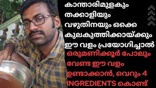 #തക്കാളി#കാന്താരിമുളക്#വഴുതന എന്നീ പച്ചക്കറിവിളകൾ കുലകുത്തി കായ്ക്കും ഈ അടിപൊളി വളം പ്രയോഗിച്ചാൽ