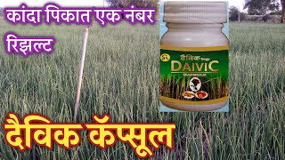 दैविक कॅप्सूल कांदा पिकाची होणार वाढ | कांदा फुटवा साईज वाढणार | Daivic capsule | कृषी संगम