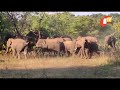 elephant herd crossing highway in angul