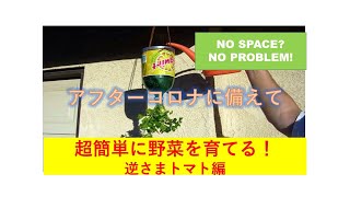 【アフターコロナに備えて】野菜を育てる練習と実験してます。場所がなくてもできる。ここ大事！これなら、超簡単に誰でも始められる！逆さトマトの始め方をご紹介