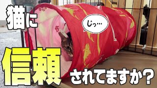 【猫のきもち】猫が信頼している人にしか見せない行動8選【保護猫】