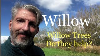 Why We Plant Willows In The Far North Pros Cons Practical Tips