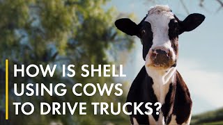 Cow poo.  A new fuel for heavy transport! | Biofuels