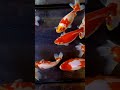 我が家の金魚 上見！😊 shorts goldfish 和金