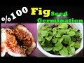 incir çekirdeği çimlendirme (fig seed germination)(Feigensamen keimen)(Семена инжира прорастают)