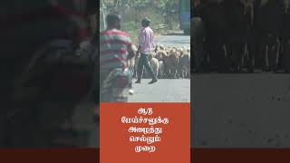 ஆடு மேய்ச்சலுக்கு அழைத்து செல்லும் முறை | Method of taking goats to pasture | Kolkai TV