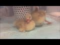 だっくちゃん、仲良くご飯食べてお昼寝🐥💤　 コールダック 睡眠用bgm アヒル 生活音 鳴き声