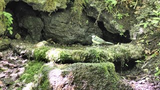 山中湖 大洞の泉のシジュウカラとセンダイムシクイ（幼鳥）の水浴び　その１（4K動画）