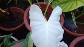 Variegated Alocasia Elephant Ear Plant's a very rare tropical house plants