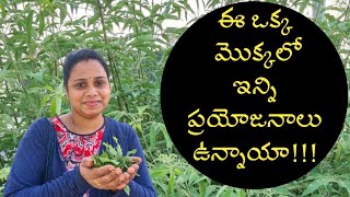 Vavilaku benefits in Telugu | జలుబు, తలనొప్పి, కీళ్లనొప్పులు నివారించే చక్కని ఔషధం | Rekha Kusumam