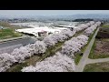 安曇野市の桜の名所？黒沢川の両岸にある桜