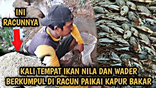 PARIT YANG JADI TEMPAT IKAN WADER  BERSARANG DI RACUN PAKAI KAPUR SAMA ORANG GILA.