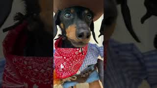Cowboy Wiener Dog!