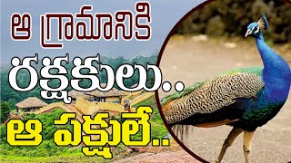 ఆ గ్రామానికి రక్షకులు ఆ పక్షులే ..!#kadapatvnews #latestnews #latestupdate #andhranews