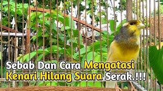 Penyebab dan Mengatasi Kenari Serak Hilang Suara