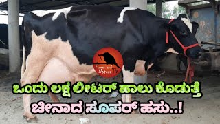 ಒಂದು ಲಕ್ಷ ಲೀಟರ್ ಹಾಲು ಕೊಡುತ್ತೆ ಚೀನಾದ ಈ ಹಸು.This Chinese cow gives one lakh liters of milk.