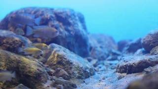 #BADC2019 / Likoma Island’s rocky habitat, Southeast of Lake Malawi, Mozambique waters, 140 L