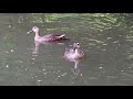 潜るカルガモ 鳥③