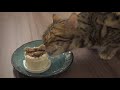 ロゼの誕生日なので猫用ケーキあげたら過去最高の野生化したwww