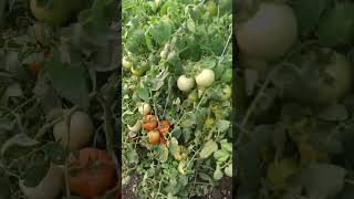 #अस्सल गावरान टोमॅटोची शेती 🍅🍅