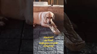 # ആര് തന്നാലും ലുക്കാച്ചൻ സ്വീകരിക്കും #youtubeshorts #labrador #pets #petlover # Shorts feed