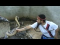 man selecting cobras for snake show