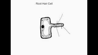 KS3 Root Hair Cell