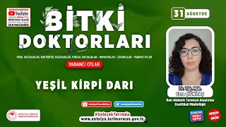 Bitki Doktorları 86 - Yeşil Kirpi Darı [ Setaria viridis (L.) P. Beauv. ] ve Mücadelesi