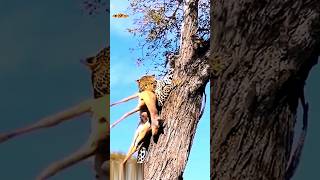 😱😱 Chitah leopard 🐆 Attack on Deer ||Leopard  v/s Hayna #shorts #trending #wildlife #attack #tiger