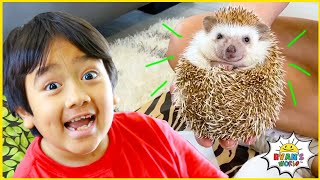 Ryan learns about Animals with 1 hr kids zoo and farm animals for kids!