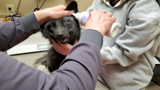 Sly at the vet getting a health exam