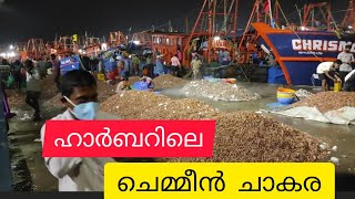 Neendakara Fishing Harbour | Shrimp in the harbor | ഹാർബറിൽ ചെമ്മീൻ ചാകര